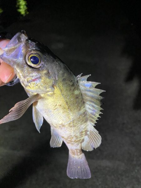 メバルプラッギング