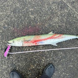 回収早巻きにビッグフィーーシュ！