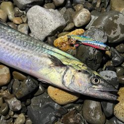 念願のサワラ！！