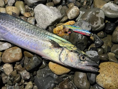 念願のサワラ！！