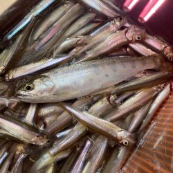 ワカサギドーム船