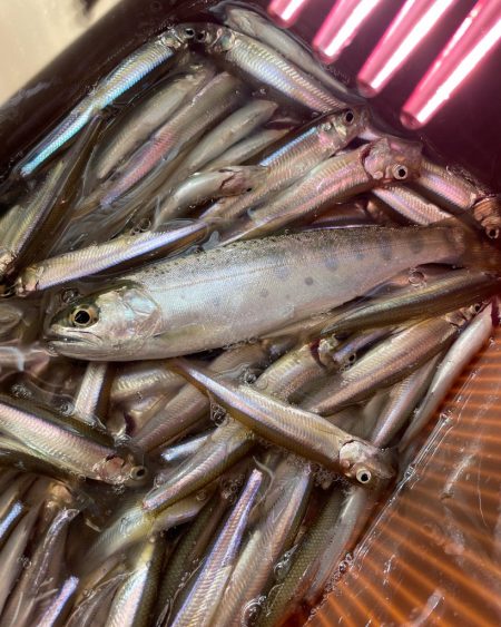 ワカサギドーム船