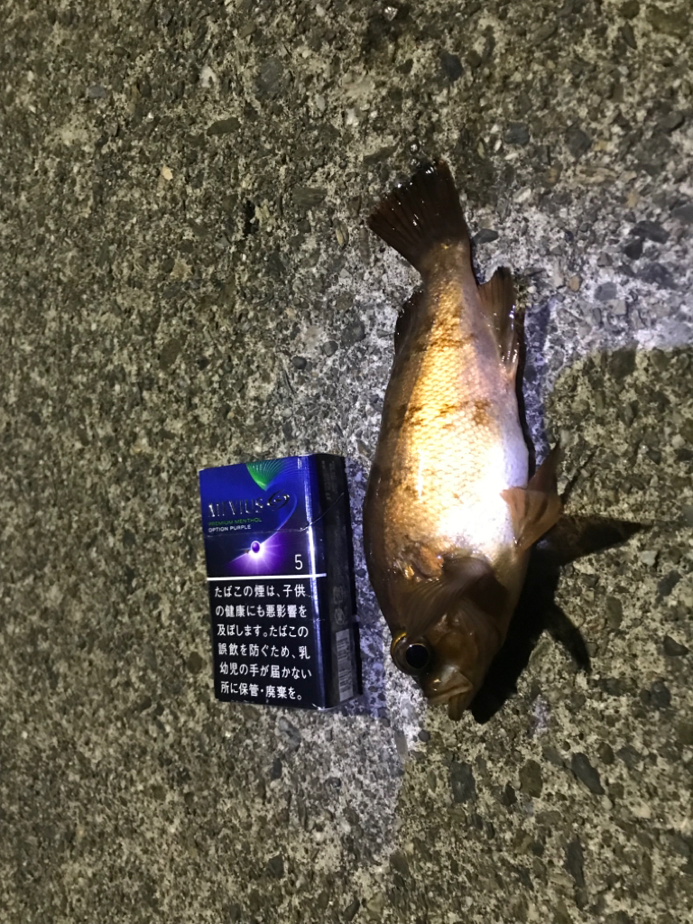 冬はガッシーと遊ぶ。