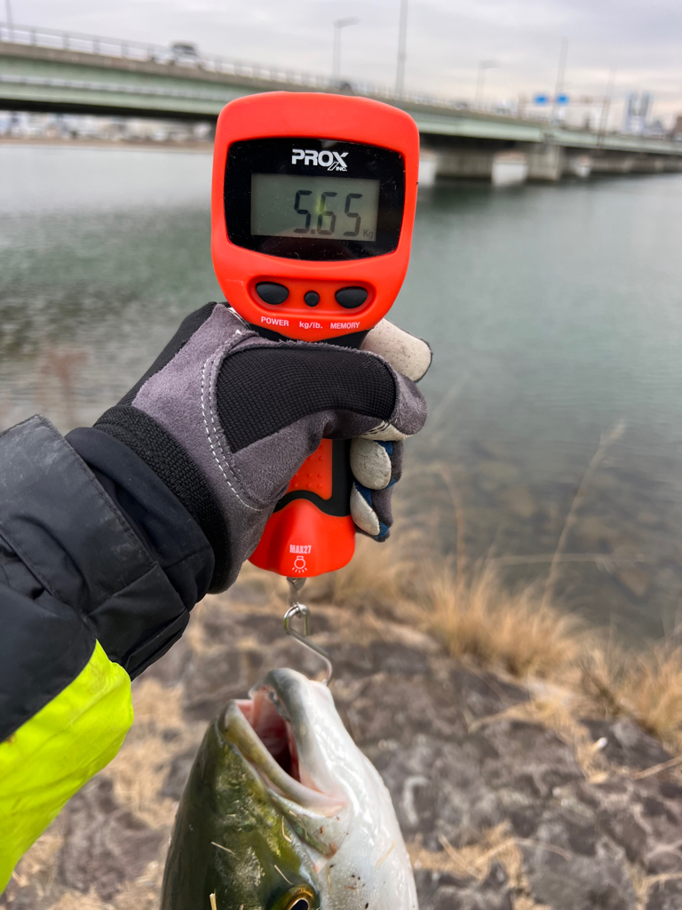 粘り勝ちの鰤。