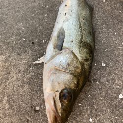 朝から寒い中エビ撒き