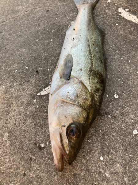 朝から寒い中エビ撒き