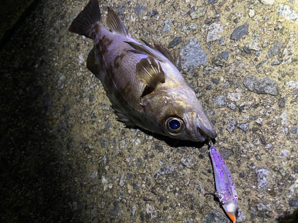 メバル釣行