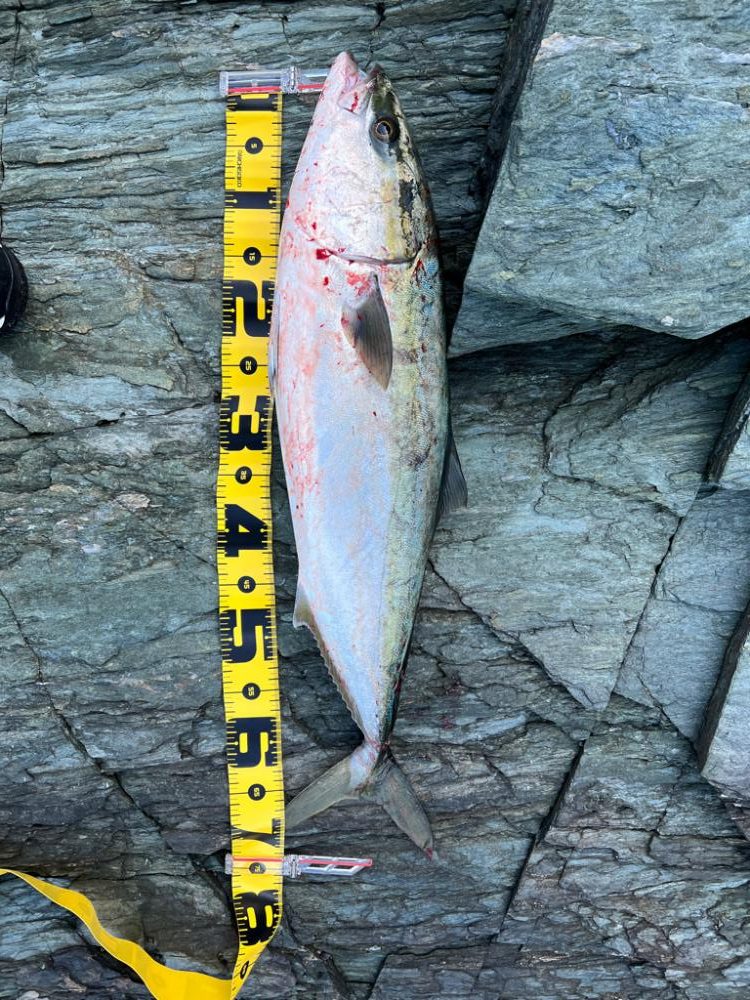 まだまだ青物いまっせ〜