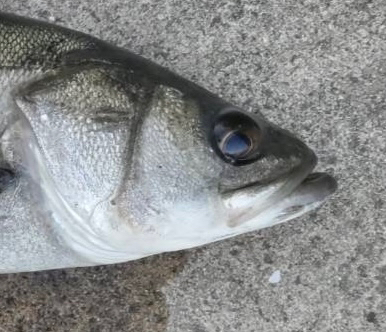 寒いなかエビ撒き釣り