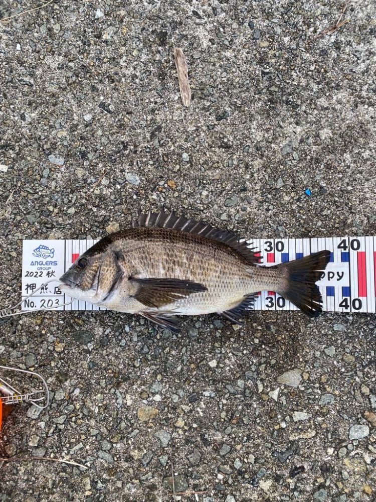 チヌ38センチ
