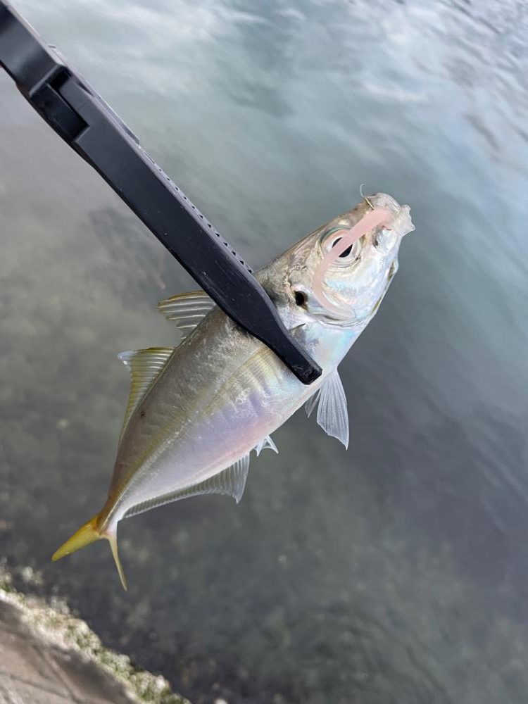 短時間アジング