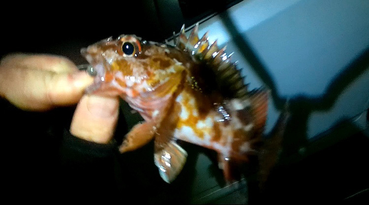 極寒ライトゲーム敗退