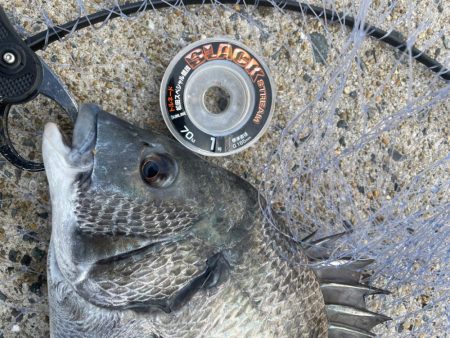 初釣りでチヌ爆釣❗️