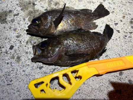 メバルを探して三千里Vel.4