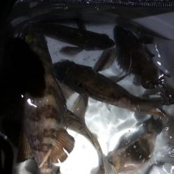 病みつきメバリング