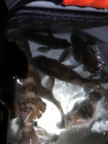 病みつきメバリング