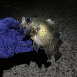 メバリング新春第2弾