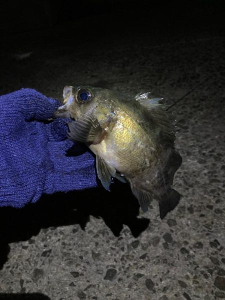 メバリング新春第2弾