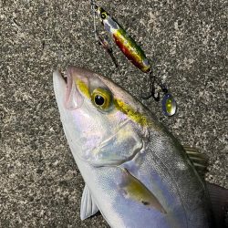 この時期にシオ？！