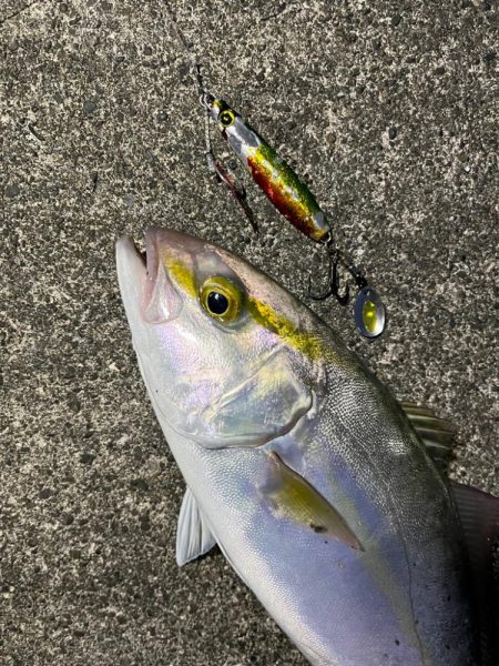 この時期にシオ？！