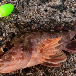 岸和田一文字メバリング調査にゃ！