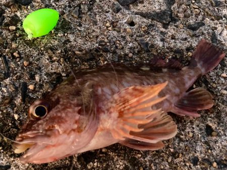 岸和田一文字メバリング調査にゃ！