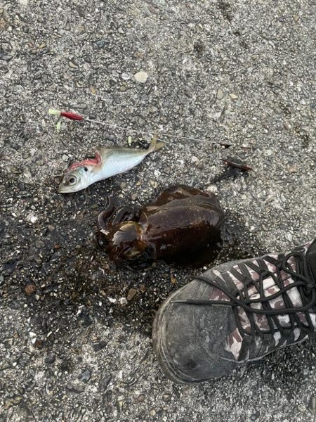 新年ヤエン釣行