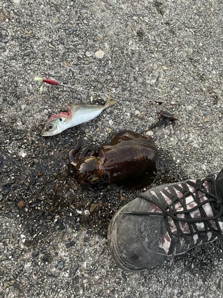 新年ヤエン釣行