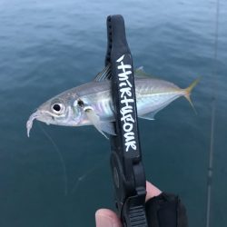 山陰西部アジング