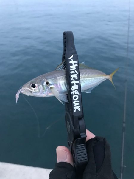 山陰西部アジング