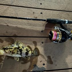 冬はライトゲームがアツい！