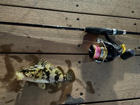 冬はライトゲームがアツい！