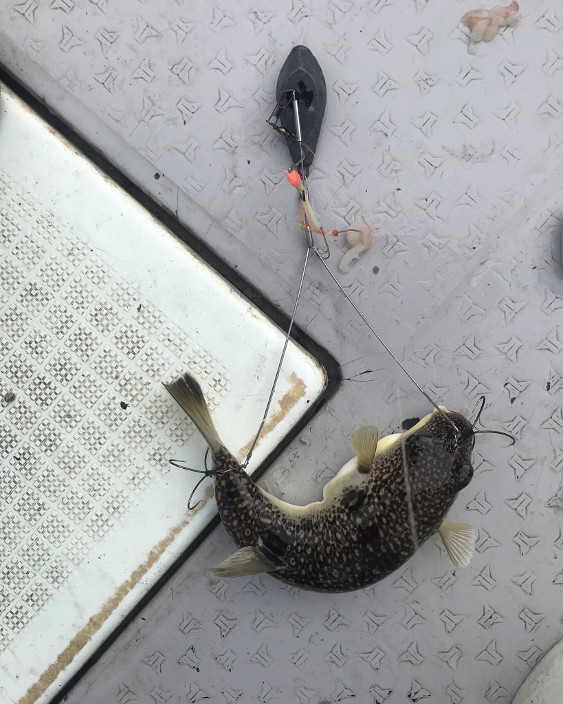 播磨ショウサイフグ