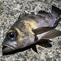 メバルを探して三千里Vel.1