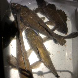 ごぜんさま釣行