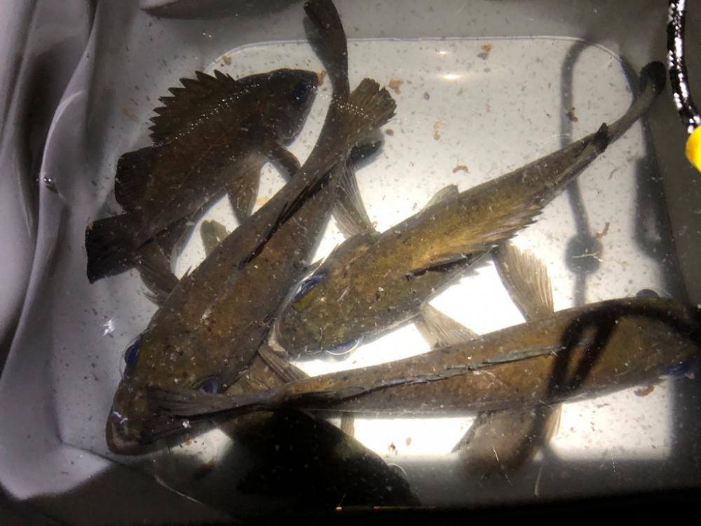 ごぜんさま釣行