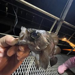 小島養魚場さんにてナイトゲーム！