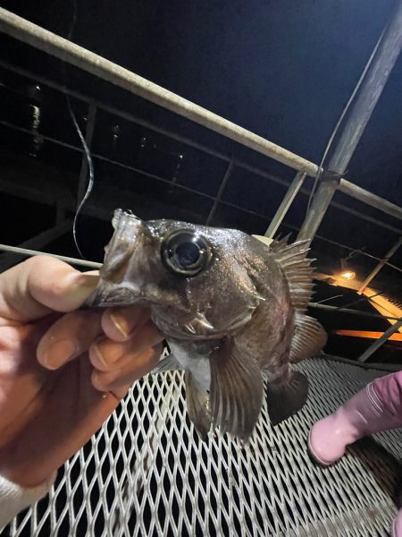 小島養魚場さんにてナイトゲーム！