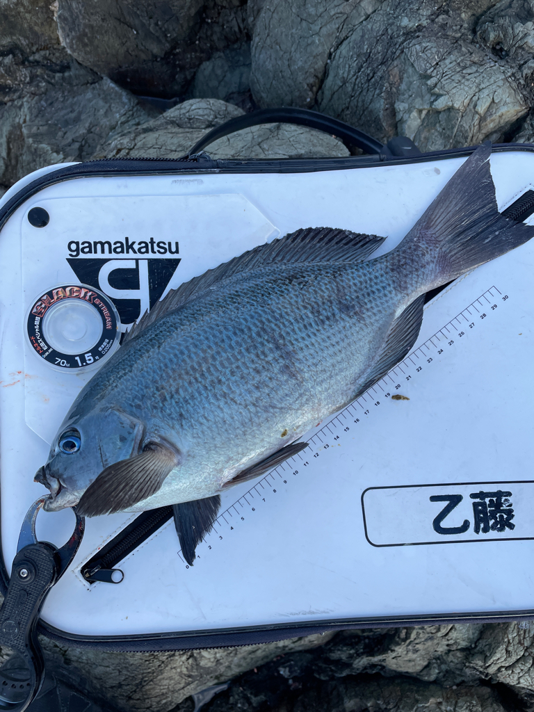 米水津横島3番寒グレ釣り❗️