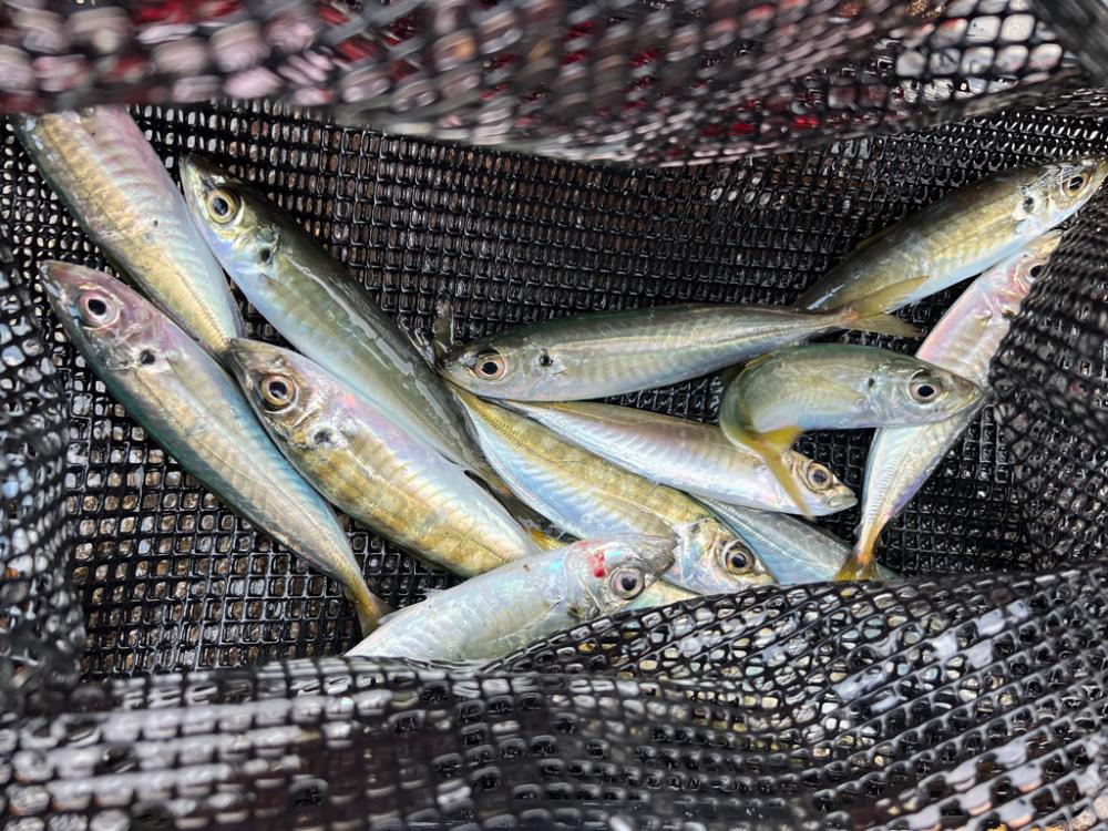 鯵を探して三千里Vel.22