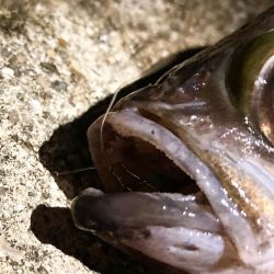 明るくなるまでが勝負にゃ！