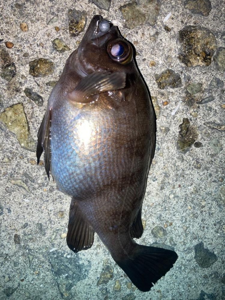 2023ライトゲーム初戦