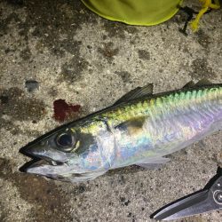 最後にバタバタっと