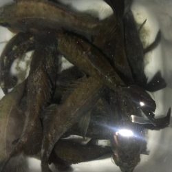 三浦メバルでツヌケ