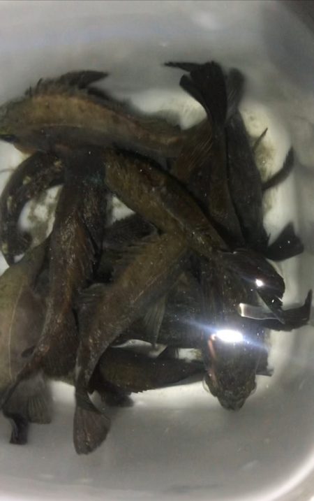 三浦メバルでツヌケ