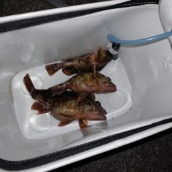 初釣りは、ガシラに癒されに!