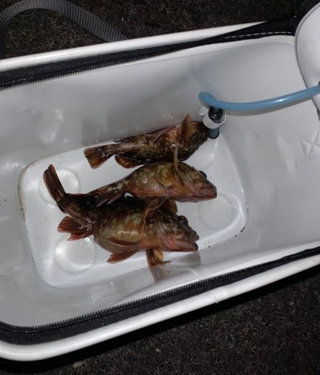 初釣りは、ガシラに癒されに!