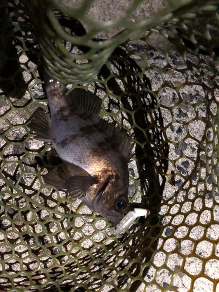 メバルプラッキング