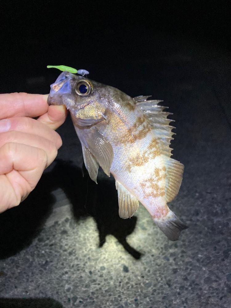 ライトゲーム初釣行