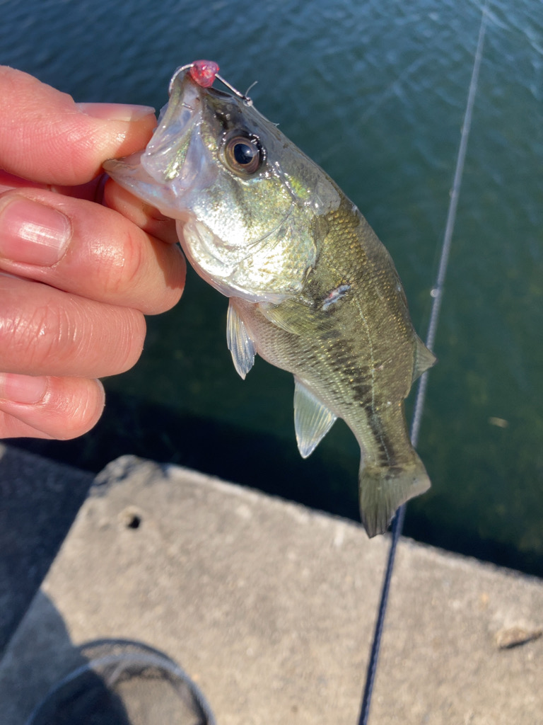 琵琶湖有数の越冬エリア